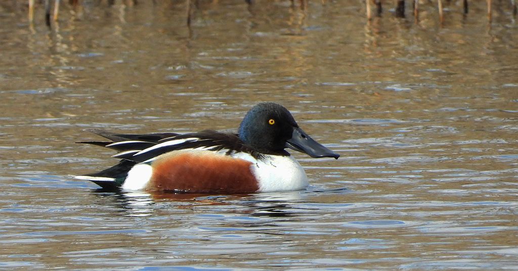 Płaskonos zwyczajny, płaskonos (Spatula clypeata)