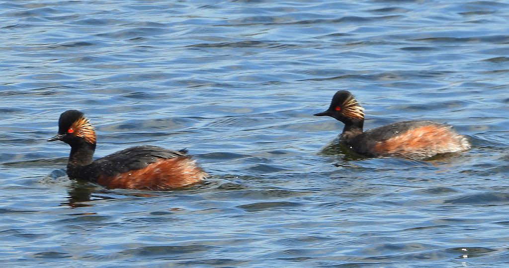 Perkoz zausznik, zausznik (Podiceps nigricollis)