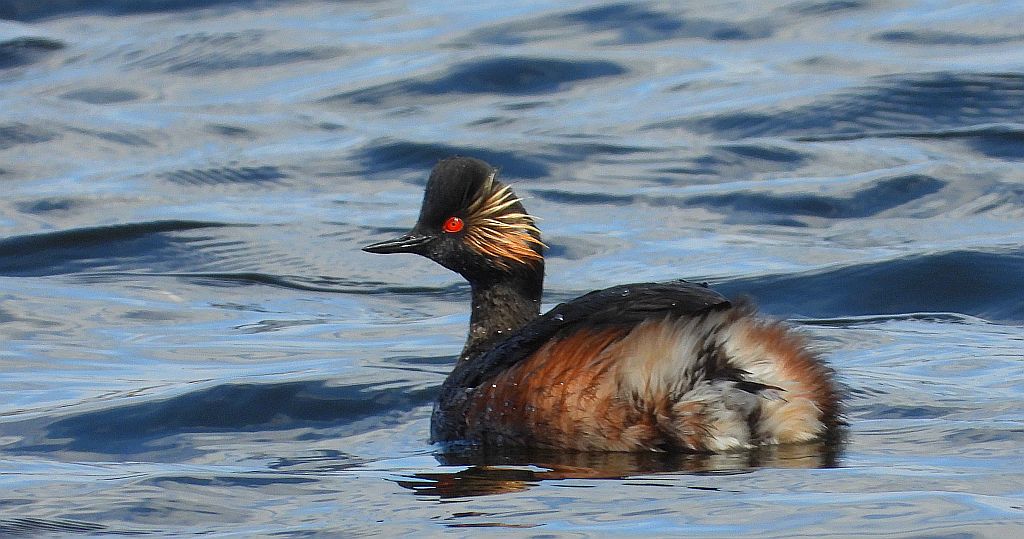 Perkoz zausznik, zausznik (Podiceps nigricollis)