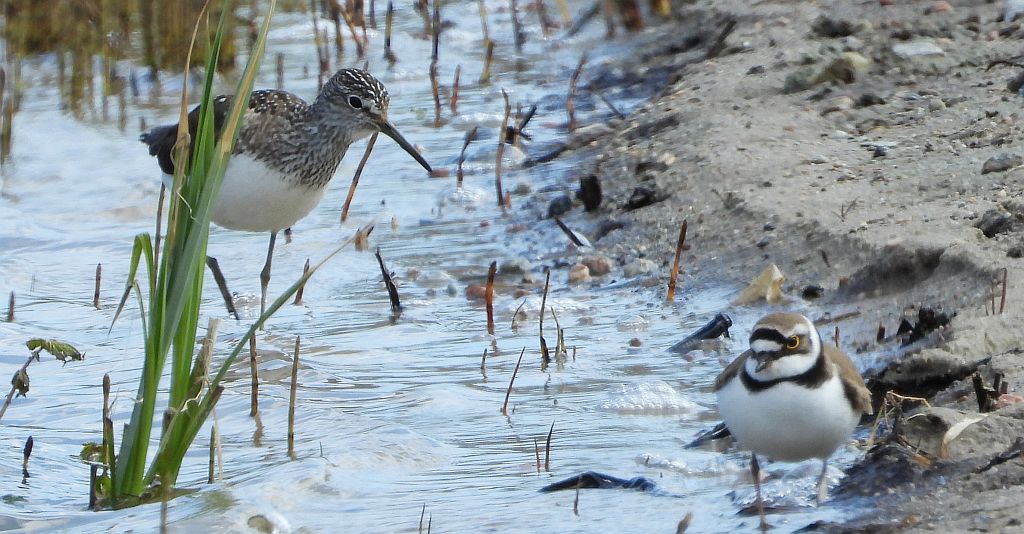 Samotnik, brodziec samotny, stalugwa (Tringa ochropus) i sieweczka rzeczna (Charadrius dubius)