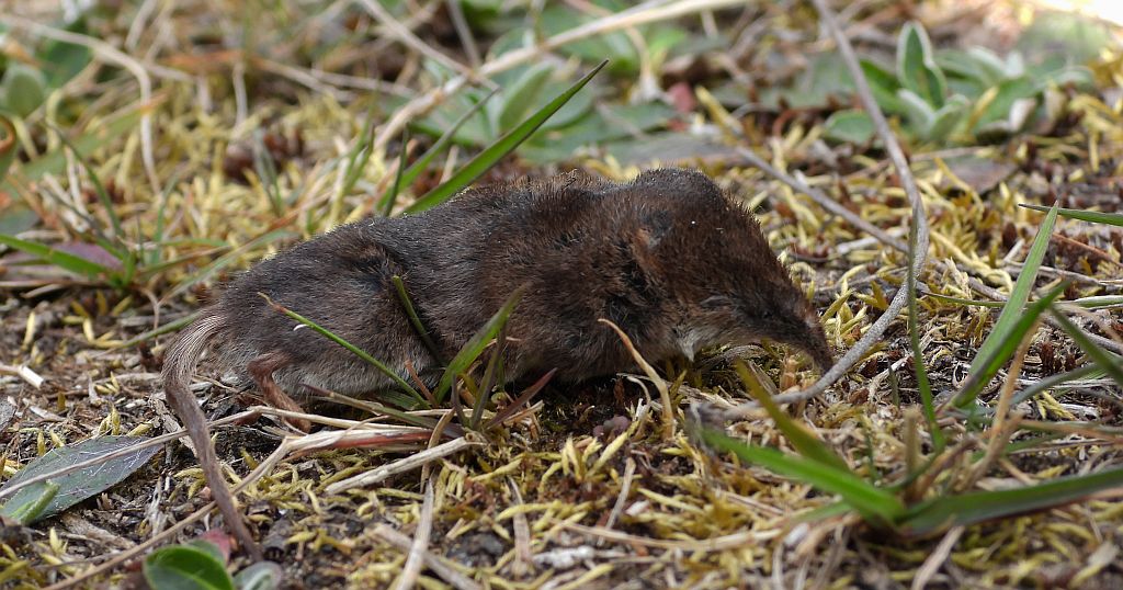 Ryjówka malutka (Sorex minutus)