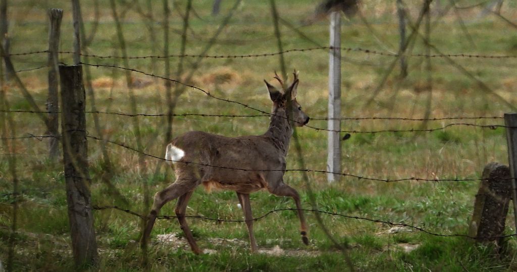 Sarna europejska (Capreolus capreolus)