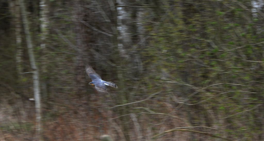 Krogulec zwyczajny, krogulec, jastrząb wróblarz (Accipiter nisus)