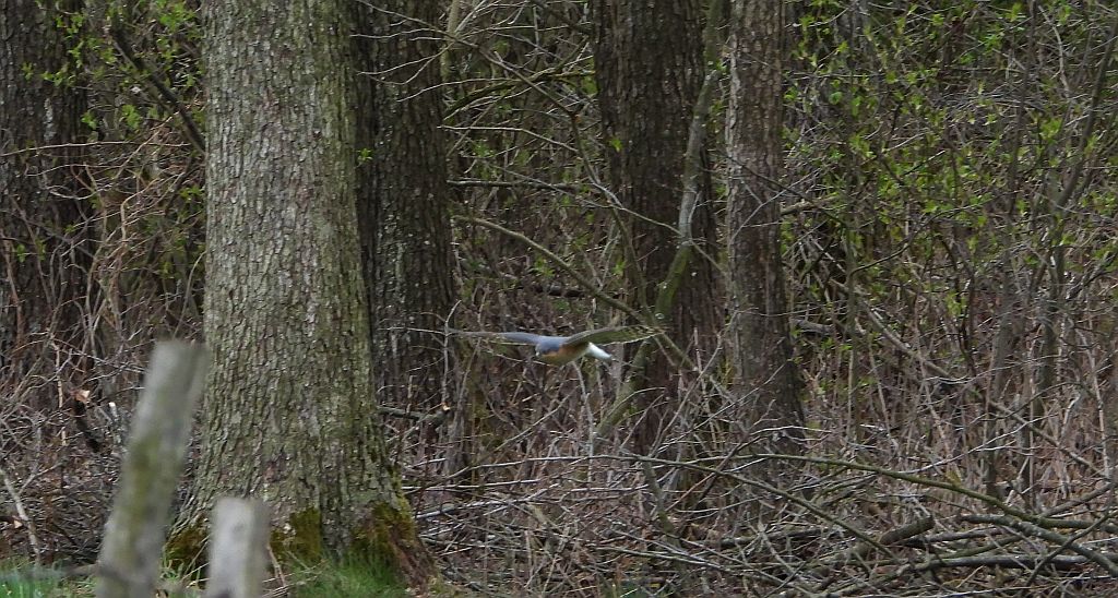 Krogulec zwyczajny, krogulec, jastrząb wróblarz (Accipiter nisus)