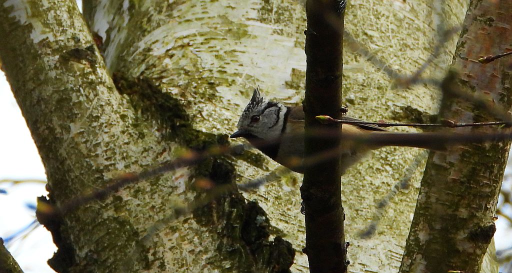 Czubatka europejska, czubatka, sikora czubatka, sikora czubata (Lophophanes cristatus)