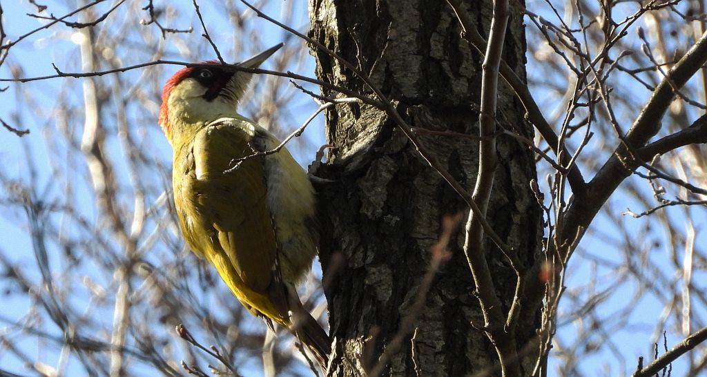 Dzięcioł zielony (Picus viridis)