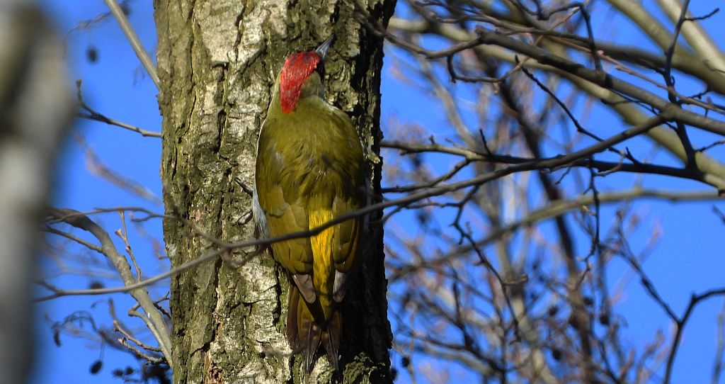 Dzięcioł zielony (Picus viridis)