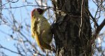 Dzięcioł zielony (Picus viridis)