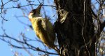 Dzięcioł zielony (Picus viridis)