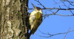 Dzięcioł zielony (Picus viridis)