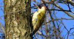 Dzięcioł zielony (Picus viridis)