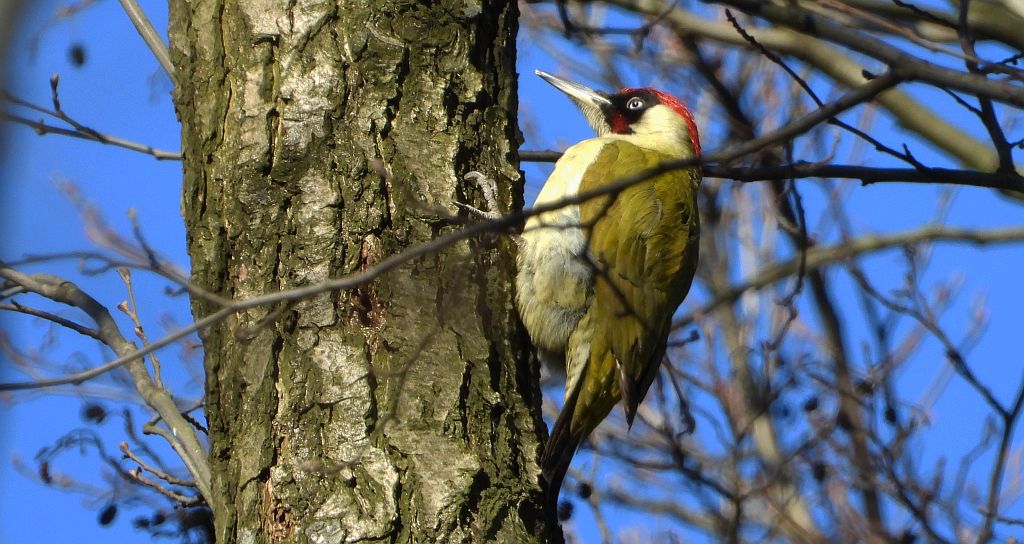 Dzięcioł zielony (Picus viridis)