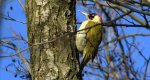 Dzięcioł zielony (Picus viridis)