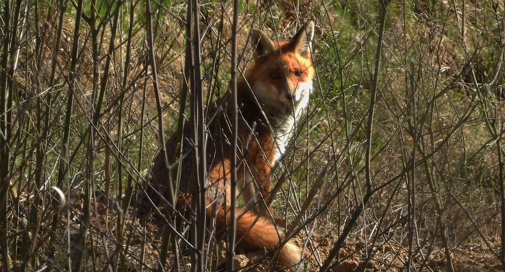 Lis rudy, lis pospolity (Vulpes vulpes)
