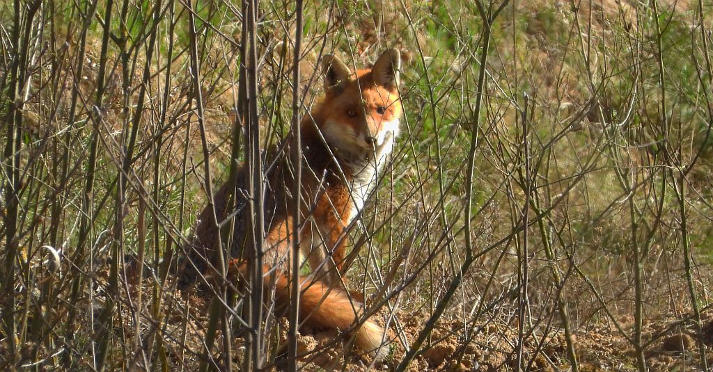 Lis rudy, lis pospolity (Vulpes vulpes)