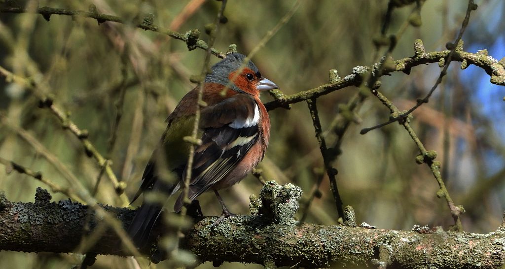 Zięba zwyczajna, zięba (Fringilla coelebs)