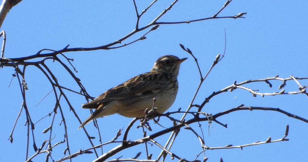 Świergotek łąkowy (Anthus pratensis)
