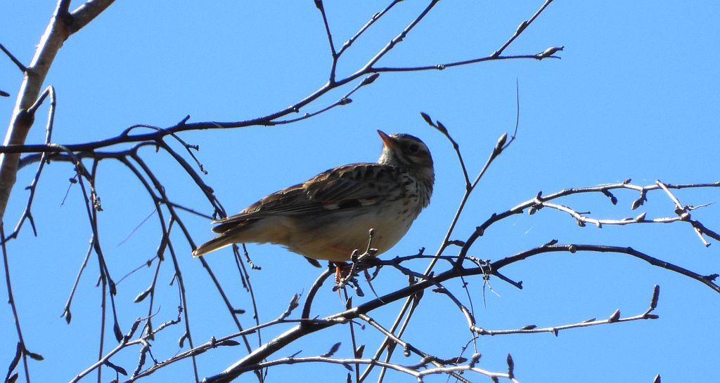 Świergotek łąkowy (Anthus pratensis)