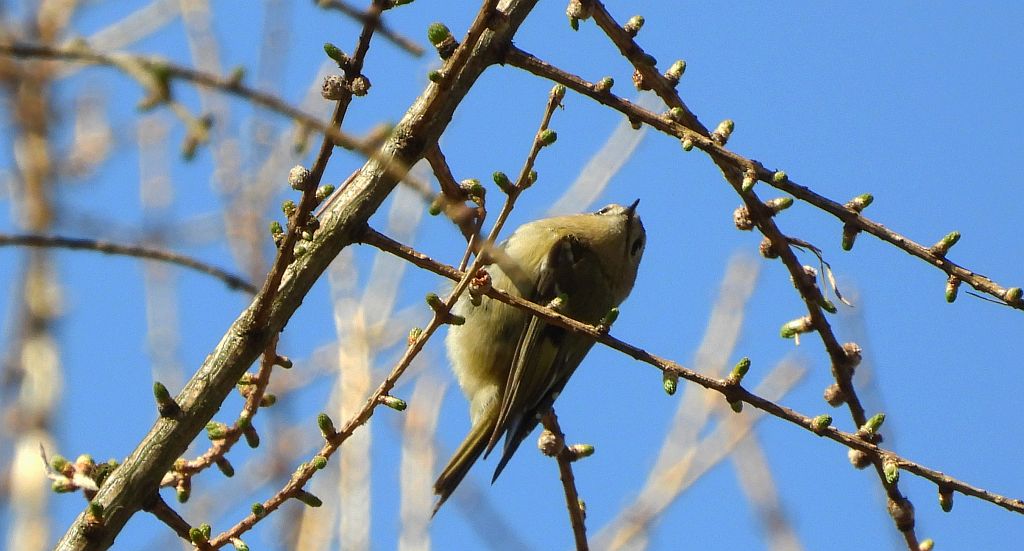 Mysikrólik (Regulus regulus)