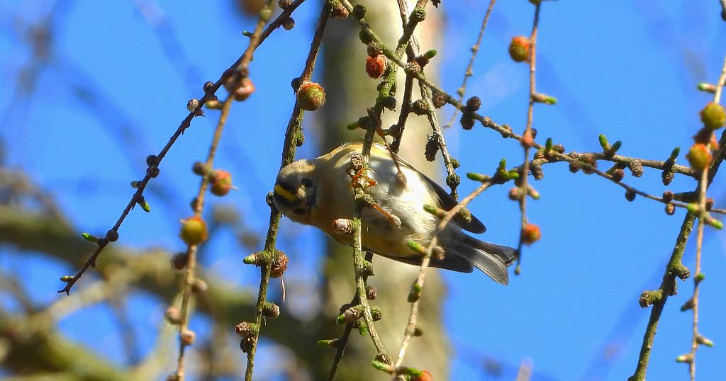 Mysikrólik (Regulus regulus)