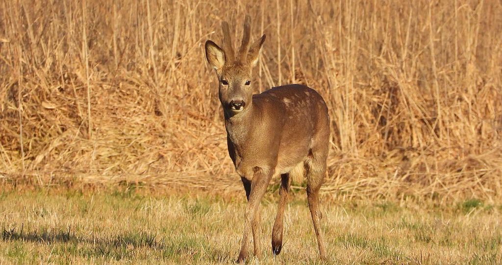 Sarna europejska (Capreolus capreolus)