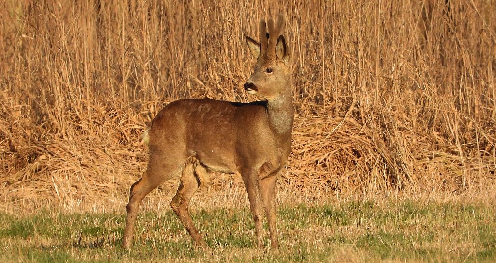Sarna europejska (Capreolus capreolus)