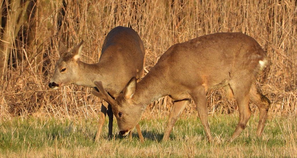 Sarna europejska (Capreolus capreolus)