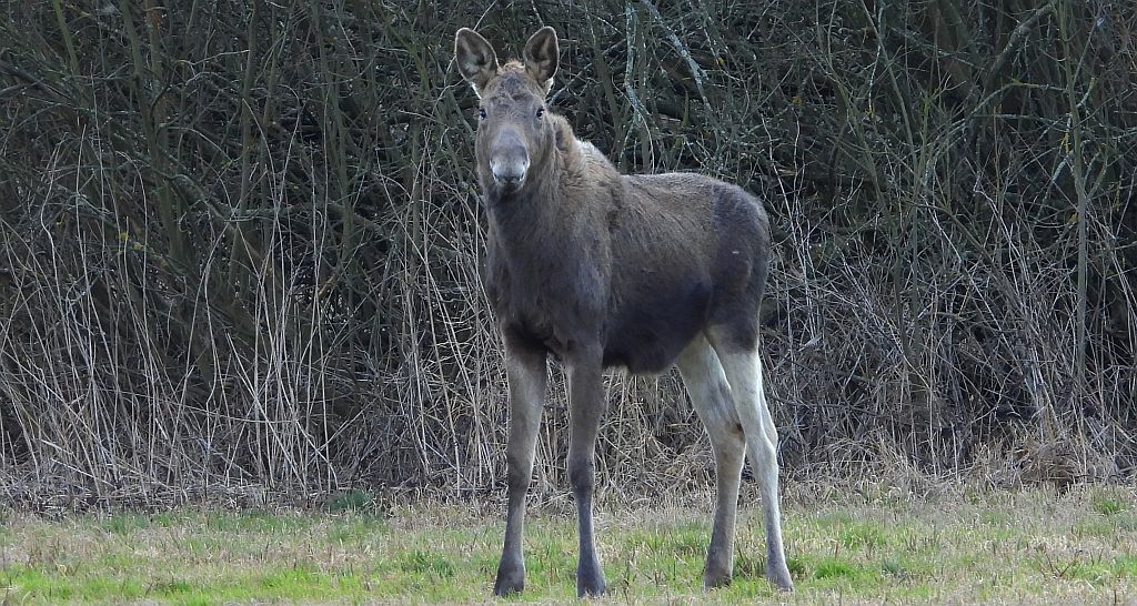 Łoś, łoś euroazjatycki (Alces alces)