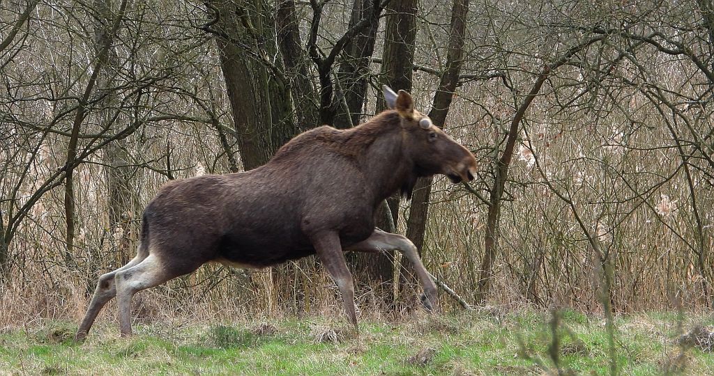 Łoś, łoś euroazjatycki (Alces alces)