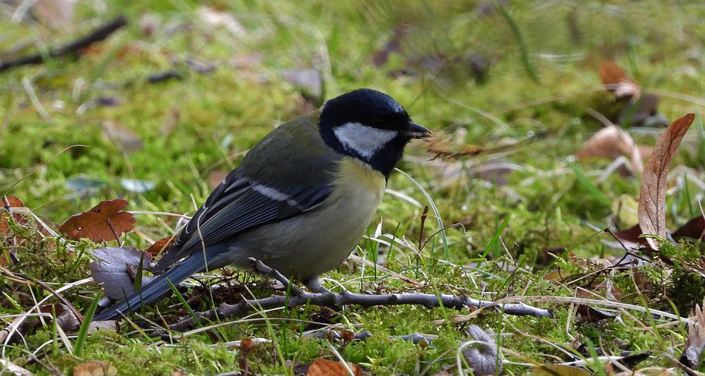 Bogatka zwyczajna, bogatka, sikora bogatka (Parus major)