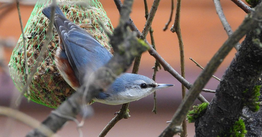 Kowalik zwyczajny, kowalik zwyczajny, bargiel (Sitta europaea)