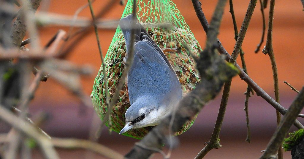 Kowalik zwyczajny, kowalik zwyczajny, bargiel (Sitta europaea)