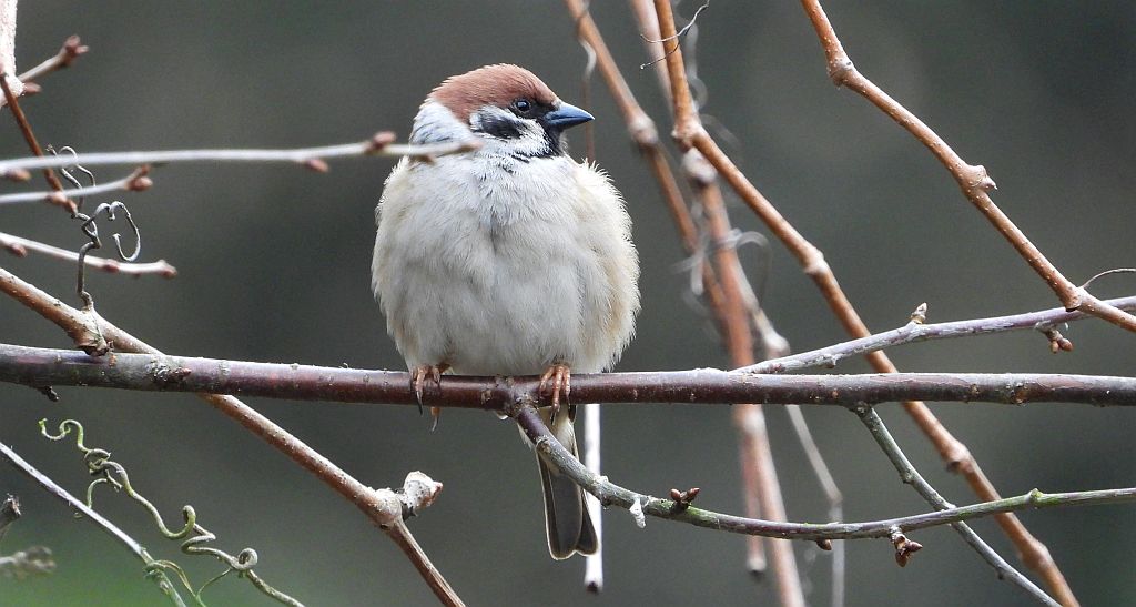 Mazurek (Passer montanus)