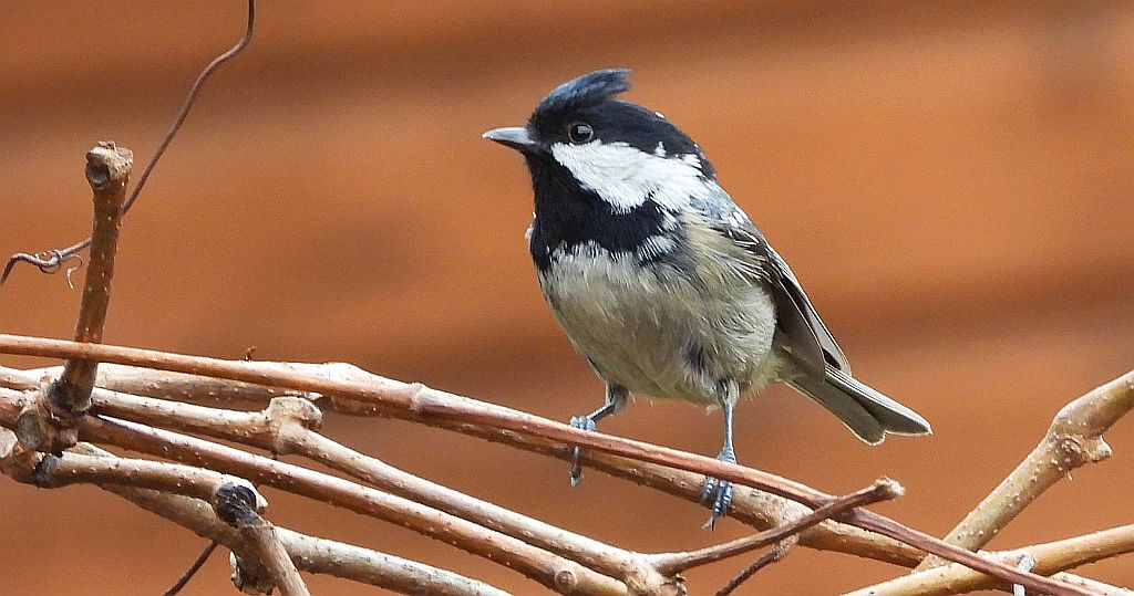 Sosnówka, sikora sosnówka (Periparus ater)
