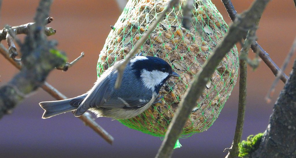 Sosnówka, sikora sosnówka (Periparus ater)