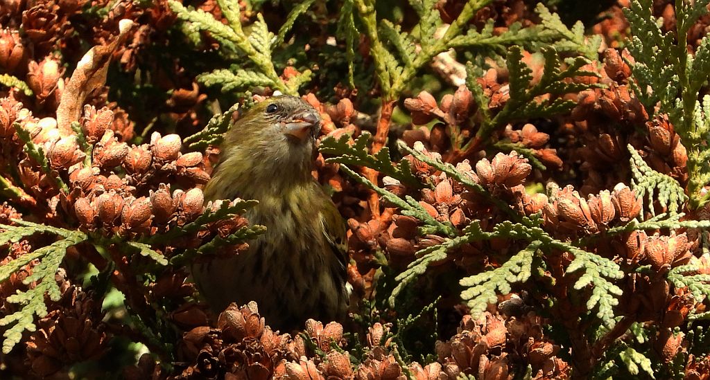 Czyż zwyczajny, czyż pospolity, czyżyk (Spinus spinus)