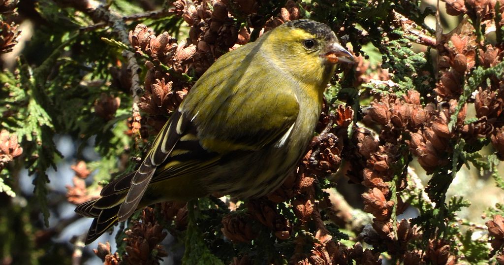Czyż zwyczajny, czyż pospolity, czyżyk (Spinus spinus)
