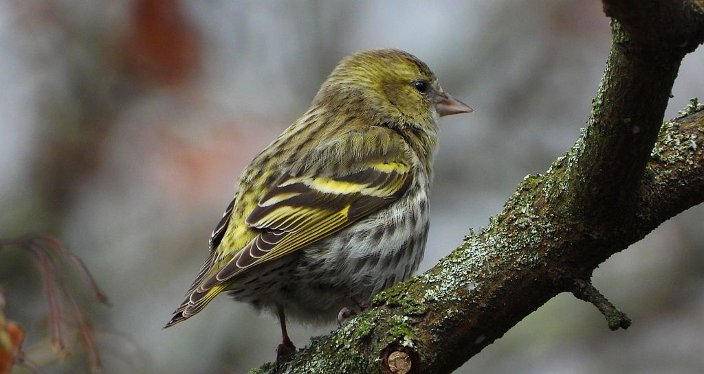 Czyż zwyczajny, czyż pospolity, czyżyk (Spinus spinus)