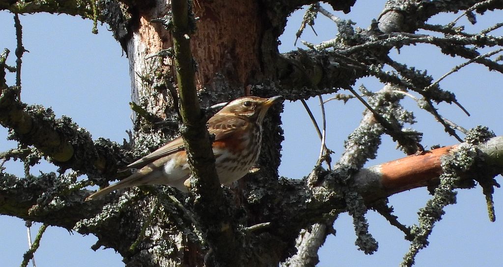 Droździk, drozd rdzawoboczny (Turdus iliacus)
