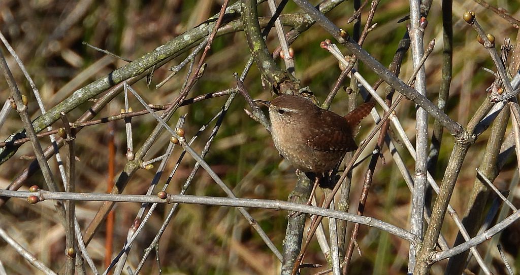 Strzyżyk zwyczajny, strzyżyk, strzyżyk woleoczko, wole oczko (Troglodytes troglodytes)