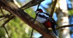 Dzięcioł duży, dzięcioł pstry większy (Dendrocopos major)