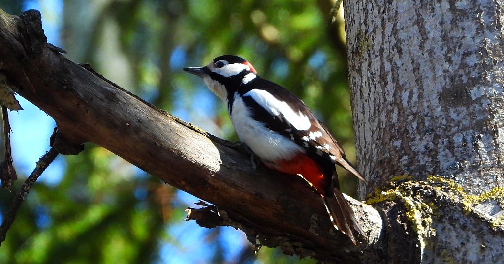 Dzięcioł duży, dzięcioł pstry większy (Dendrocopos major)
