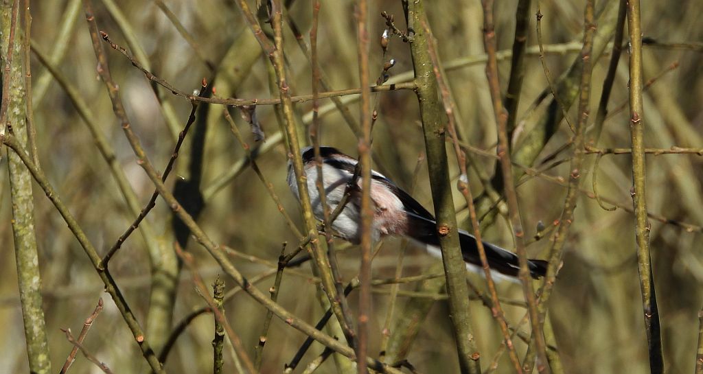 Raniuszek (Aegithalos caudatus)
