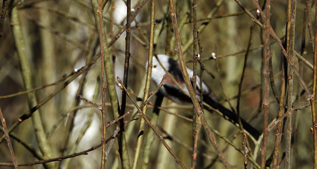 Raniuszek (Aegithalos caudatus)