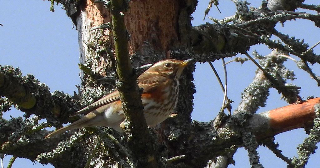 Droździk, drozd rdzawoboczny (Turdus iliacus)