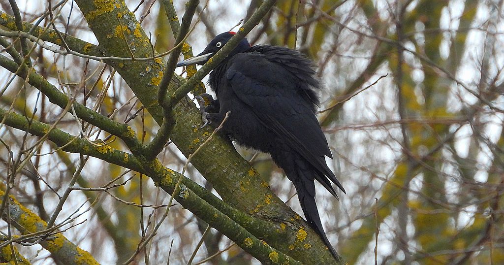 Dzięcioł czarny (Dryocopus martius)