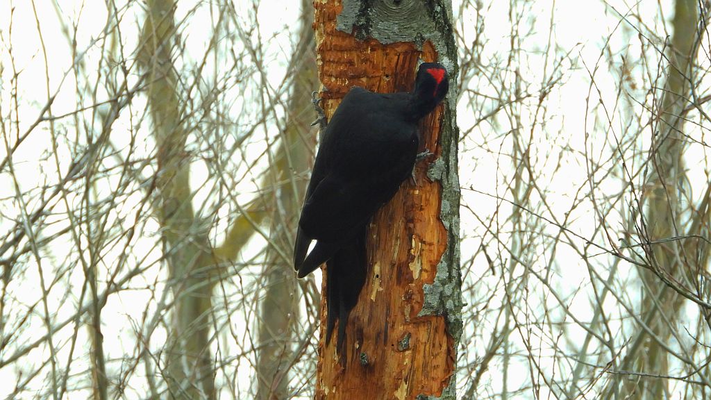 Dzięcioł czarny (Dryocopus martius)