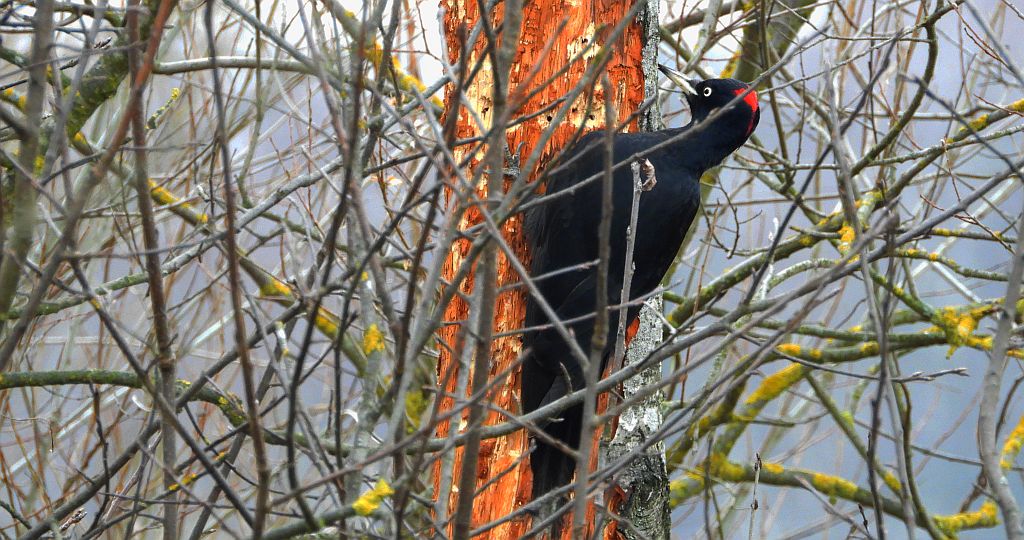 Dzięcioł czarny (Dryocopus martius)