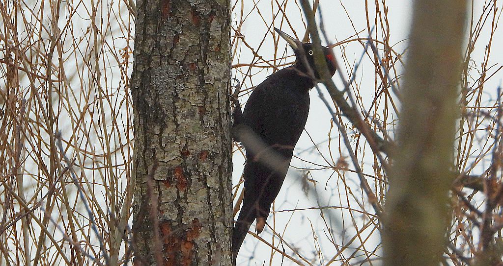 Dzięcioł czarny (Dryocopus martius)