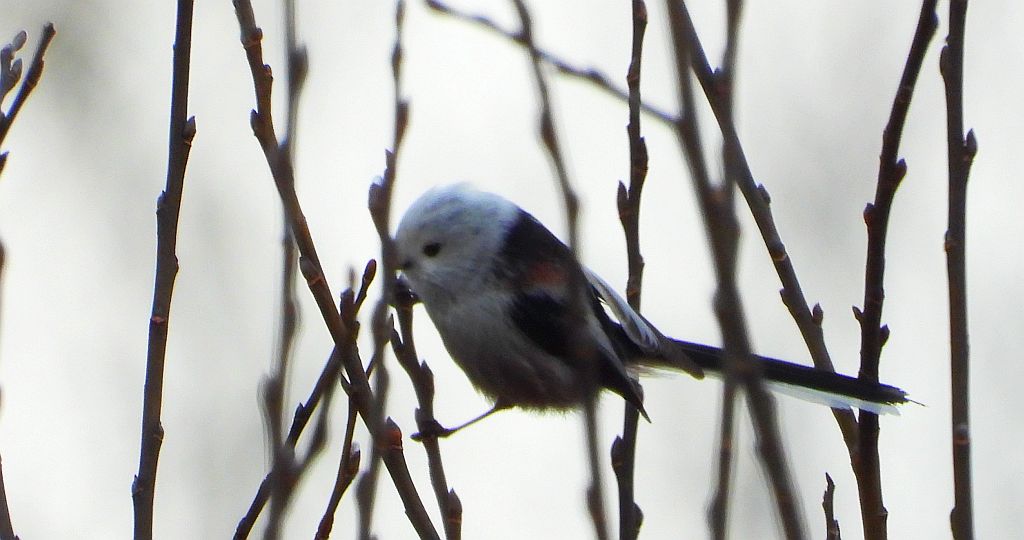 Raniuszek (Aegithalos caudatus)